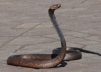 China arrest man for smuggling over 100 live snakes in his trousers
