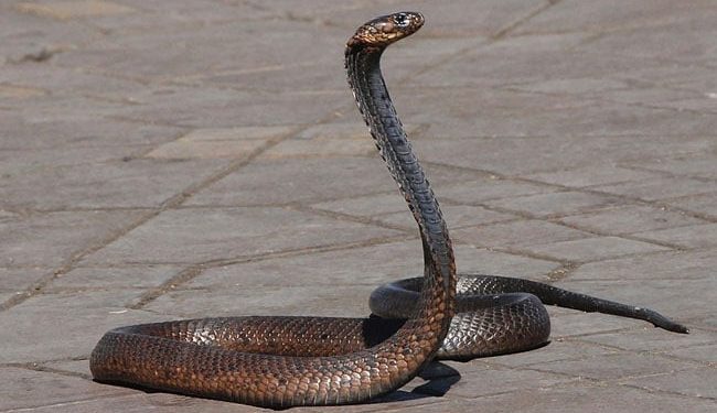 China arrest man for smuggling over 100 live snakes in his trousers