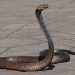 China arrest man for smuggling over 100 live snakes in his trousers
