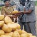 Customs in Kwara State intercepts N57m cannabis, hands them over to NDLEA