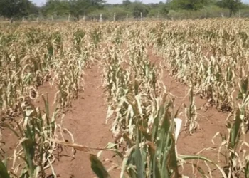 Hunger grips Lesotho, Malawi, Namibia as drought wipes out crops