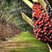FAO launches sustainable cocoa and oil palm project in Cross River