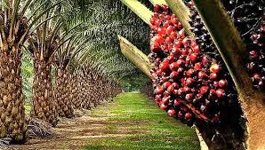 FAO launches sustainable cocoa and oil palm project in Cross River