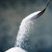 Common low-calorie sweetener may be riskier for the heart than sugar, study suggests