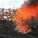 NAFDAC destroys substandard products worth N43 billion in Oyo State