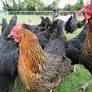 FG unveils new chicken breeds and high-yield crop varieties to boost agriculture