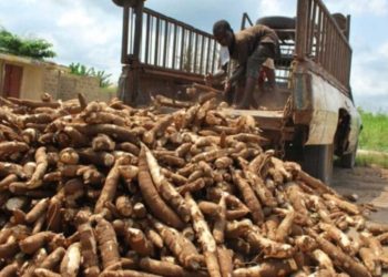 Cassava harvesting from the farm