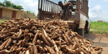 Cassava harvesting from the farm