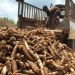 Cassava harvesting from the farm