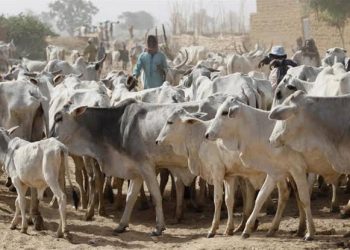 Benue plans livestock census to check farmer-herder clashes