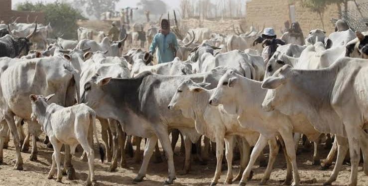 Benue plans livestock census to check farmer-herder clashes