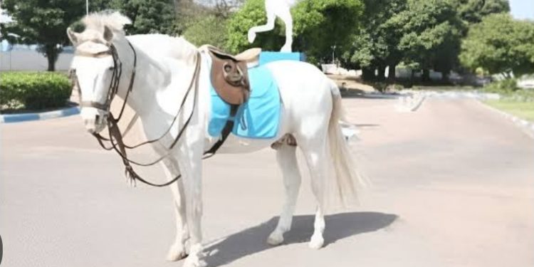 Army bids loyal Mascot, Sgt. Akawala farewell