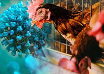 Avian Inflenza, Bird Flu.