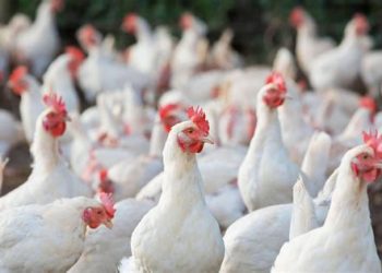 Kano Reports Bird flu Outbreak in Poultry