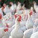 Kano Reports Bird flu Outbreak in Poultry