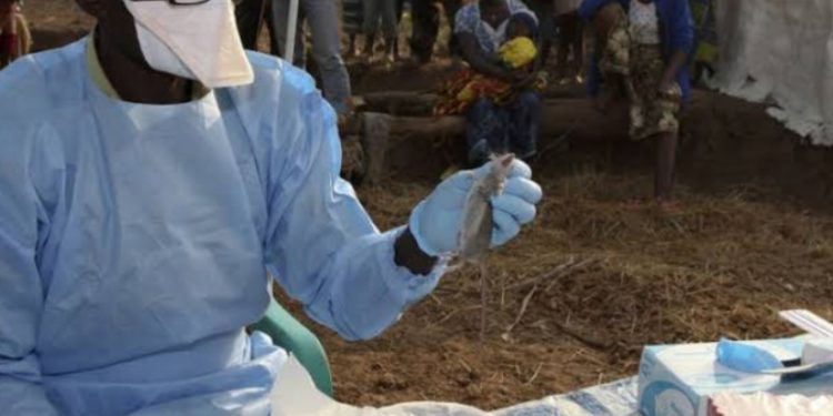 WAHO, ECOWAS urge action to tackle Lassa fever