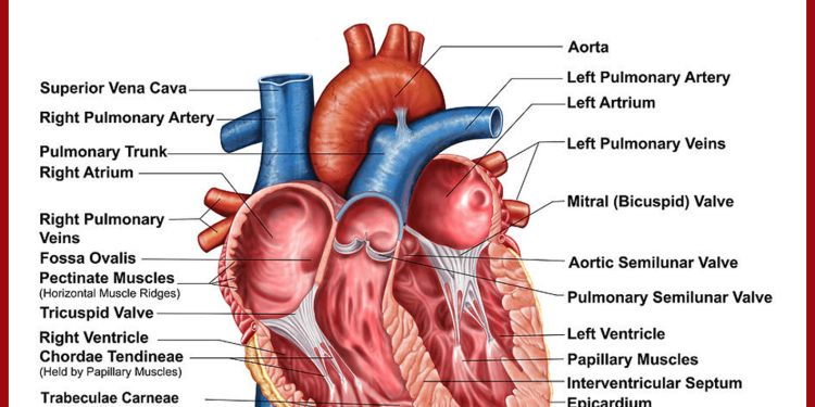 Chemicals in plastics may provoke heart disease, deaths