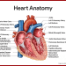 Chemicals in plastics may provoke heart disease, deaths
