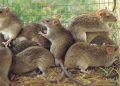 Agents of Lassa Fever.[PHOTO CREDIT: Premium Times]