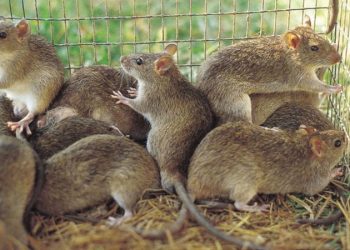 Agents of Lassa Fever.[PHOTO CREDIT: Premium Times]