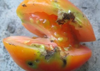 Tomato growers worry as price surge
