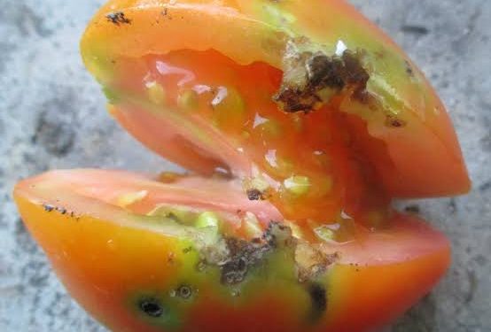 Tomato growers worry as price surge