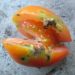 Tomato growers worry as price surge