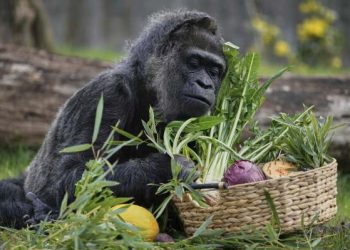 Fatou, Oldest Gorilla in Capitivity. [PHOTO CREDIT: AP News]