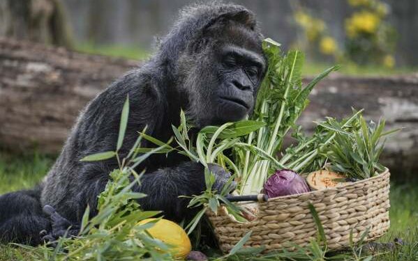 Fatou, Oldest Gorilla in Capitivity. [PHOTO CREDIT: AP News]