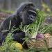 Fatou, Oldest Gorilla in Capitivity. [PHOTO CREDIT: AP News]
