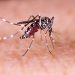 Nigeria battles Malaria misdiagnosis crisis