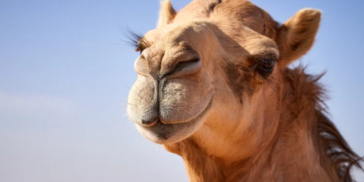 Camel