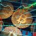 Senate, SIBAN partner on crypto currency regulation