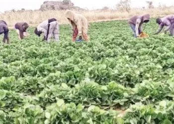 Farmers raise alarm over cattle invasion in Gombe
