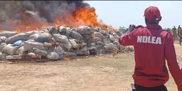 NDLEA destroys 8,000kgs illicit drugs in Yobe State