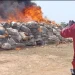 NDLEA destroys 8,000kgs illicit drugs in Yobe State