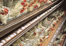 Kaduna, China partner on $450m poultry project