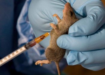 NCDC records rising Lassa fever cases