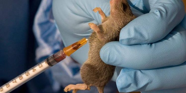 NCDC records rising Lassa fever cases
