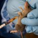 NCDC records rising Lassa fever cases