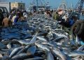 Morocco halts frozen sardine exports