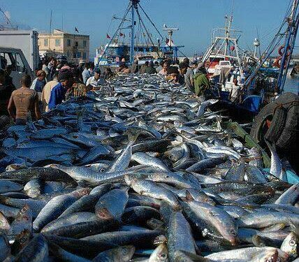 Morocco halts frozen sardine exports