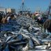 Morocco halts frozen sardine exports