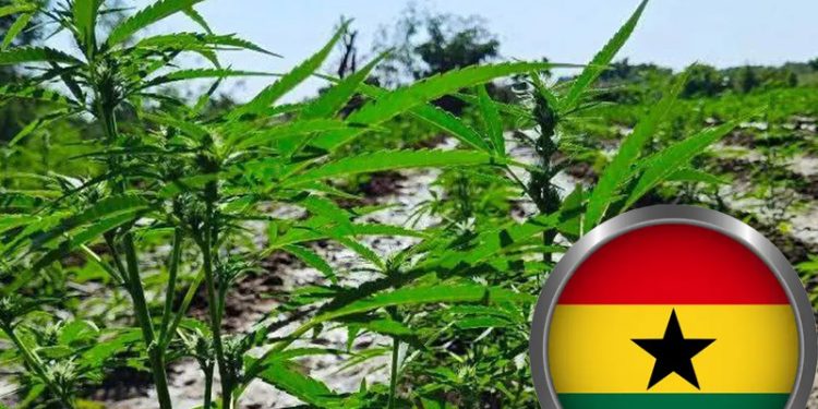 Cannabis Farm in Ghana