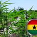 Cannabis Farm in Ghana