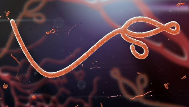 Illustration of Ebola virus… NCDC sounds high Ebola alarm across states