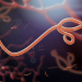 Illustration of Ebola virus… NCDC sounds high Ebola alarm across states
