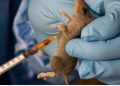 Lassa Fever