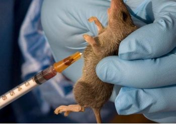 Lassa Fever
