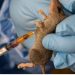 Lassa Fever